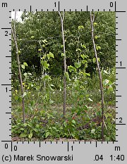 Phaseolus coccineus (fasola wielokwiatowa)