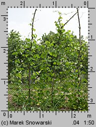 Phaseolus coccineus (fasola wielokwiatowa)