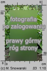 Phaseolus vulgaris (fasola zwykła)