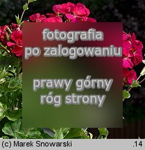 Pelargonium zonale hort. (pelargonia rabatowa)