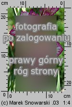 Gladiolus ×hybridus (mieczyk ogrodowy)