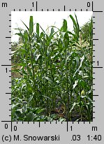 Zea mays ssp. saccharata (kukurydza zwyczajna cukrowa)