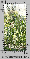 Zea mays ssp. saccharata (kukurydza zwyczajna cukrowa)