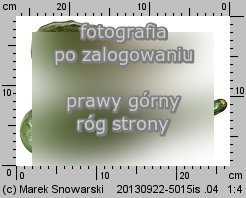 Lagenaria siceraria (tykwa pospolita)