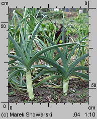 Allium porrum (czosnek por)