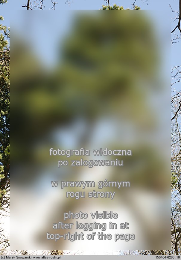 Pinus contorta var. latifolia (sosna wydmowa)