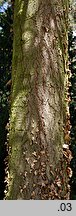 Abies concolor (jodła jednobarwna)