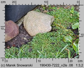 Marchantia polymorpha ssp. ruderalis (porostnica wielokształtna)