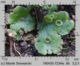 Marchantia polymorpha ssp. ruderalis (porostnica wielokształtna)