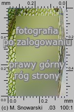 Rosulabryum laevifilum (rozetnik rozmnóżkowy)