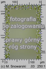Plagiomnium undulatum (pÅ‚askomerzyk falisty)