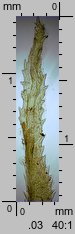 Dicranum scoparium (widłoząb miotłowy)