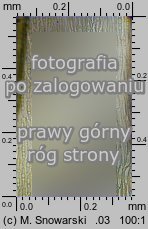 Dicranum scoparium (widłoząb miotłowy)