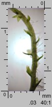 Cephaloziella divaricata (buławniczka zwyczajna)