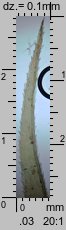 Dicranum polysetum (widłoząb kędzierzawy)