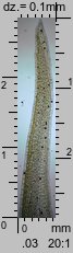 Leucobryum glaucum (bielistka siwa)