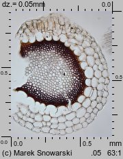 Sphagnum magellanicum (torfowiec magellaÅ„ski)