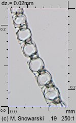 Sphagnum palustre (torfowiec błotny)