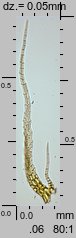 Ptilium crista-castrensis (piórosz pierzasty)