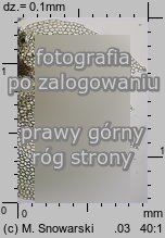 Lophocolea heterophylla (płozik różnolistny)