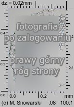 Sphagnum fimbriatum (torfowiec frÄ™dzlowany)