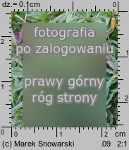 Atrichum undulatum (żurawiec falisty)
