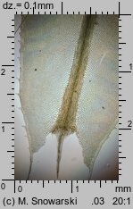 Plagiomnium undulatum (płaskomerzyk falisty)