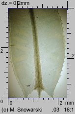 Plagiomnium undulatum (pÅ‚askomerzyk falisty)