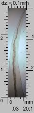Aulacomnium palustre (próchniczek błotny)