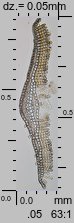 Polytrichastrum formosum (złotowłos strojny)