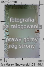 Polytrichastrum longisetum (złotowłos wysmukły)