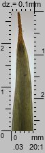 Polytrichum juniperinum (płonnik jałowcowaty)