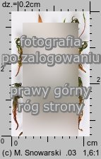 Pogonatum aloides (płonniczek aloesowaty)