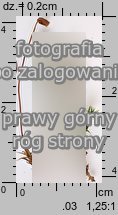 Polytrichastrum longisetum (złotowłos wysmukły)