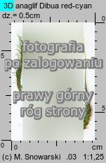Polytrichastrum formosum (złotowłos strojny)