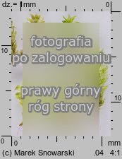 Plagiothecium laetum (dwustronek jasny)