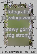 Metzgeria furcata (widlik zwyczajny)