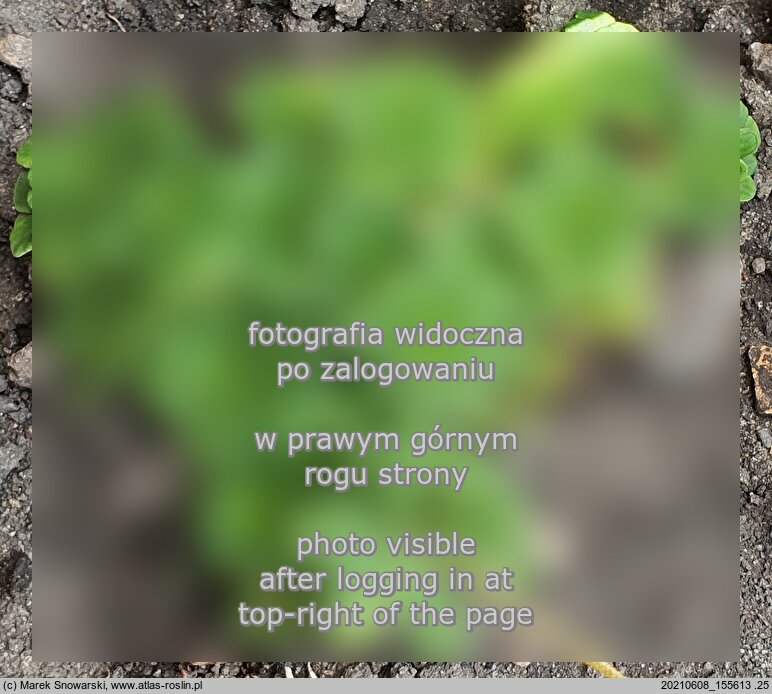 Saxifraga cuneifolia (skalnica klinolistna)