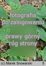 Cystopteris alpina (paprotnica krÃ³lewska)