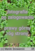 Polygonatum humile (kokoryczka niska)