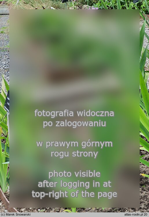 Iris dichotoma (irys widełkowaty)
