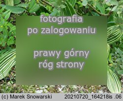 Convallaria majalis Polish Beauty