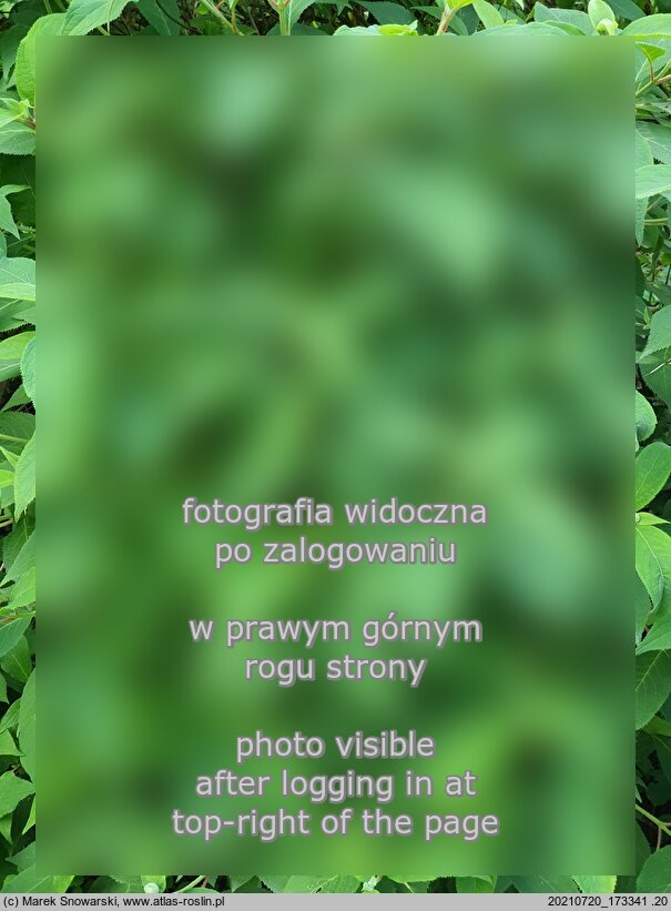 Hydrangea involucrata (hortensja otulona)