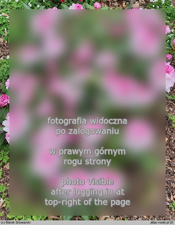 Rhododendron-Azalea ‘Aprilleuchten’