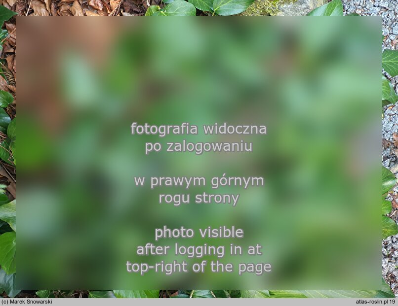 Hedera colchica ‘Arborescens’