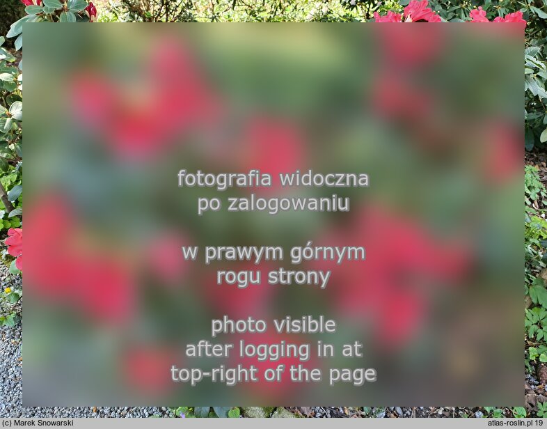 Rhododendron-Azalea ‘Gertrud Schale’