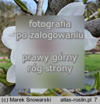 Magnolia kobus Rogów