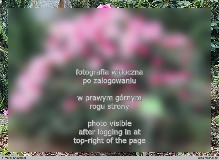Rhododendron â€˜Gulliverâ€™