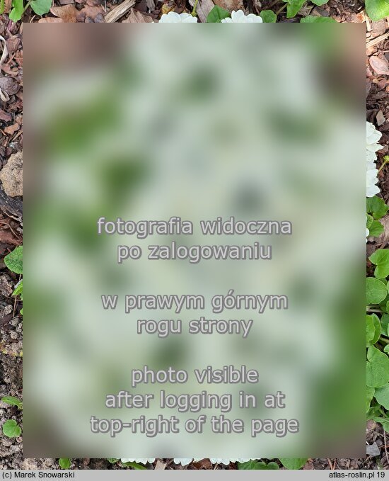Primula vulgaris ‘Alba Plena’