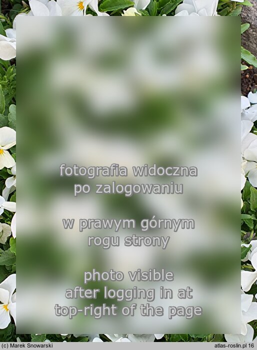 Viola cornuta ‘Twix Snow’